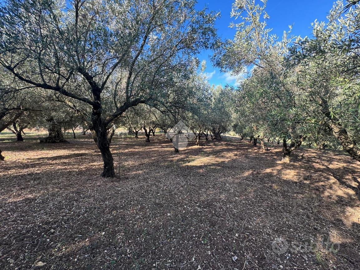 TER. AGRICOLO A AMANTEA - Vista 5