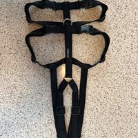 Pettorina antifuga levrieri