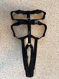 Pettorina antifuga levrieri