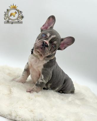 Super maschietto bulldog francese Lilac merle