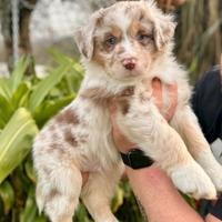 Cuccioli Pastore Australiano RED MERLE
