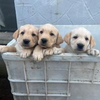 Cuccioli Labrador crema