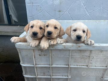 Cuccioli Labrador crema
