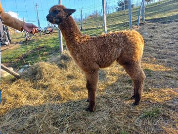 Alpaca maschio, cria alpaca con vello superfine