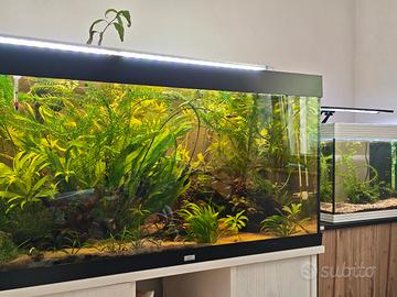  acquario juwel 350