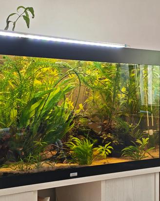  acquario juwel 350