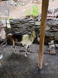 Capra