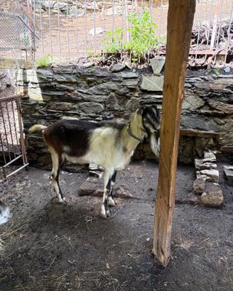 Capra