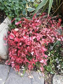 piante perenni da giardino