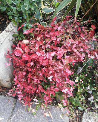 piante perenni da giardino