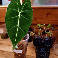 ALOCASIA MICHOLITZIANA 1