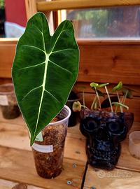 ALOCASIA MICHOLITZIANA 1