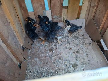 Pulcini razza amrock