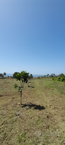 Terreno Agricolo, piantumato a fichi