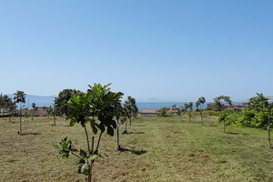 Terreno Agricolo, piantumato a fichi