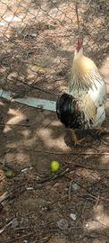 Gallo