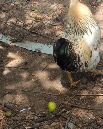 Gallo