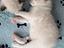 Immagine 3