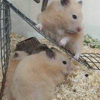 Criceti dorati abituati con i bambini nn mordono