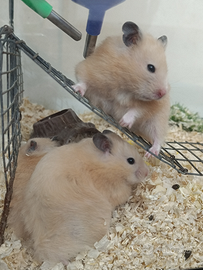 Criceti dorati abituati con i bambini nn mordono