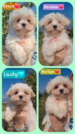 Maltese con pedigree ENCI