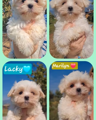 Maltese con pedigree ENCI