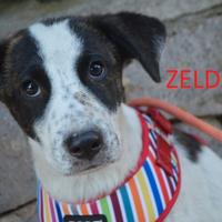 Cucciola Zelda è rimasta sola