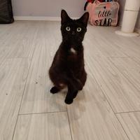 Ornella gattina nera