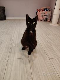 Ornella gattina nera