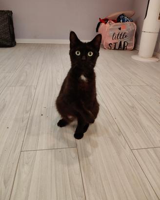 Ornella gattina nera