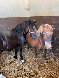 Pony