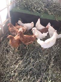 Galline ovaiole e Galli