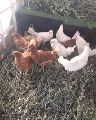 Galline ovaiole e Galli