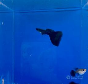 Guppy show selezione full black