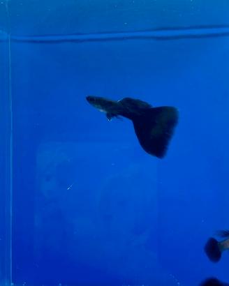 Guppy show selezione full black