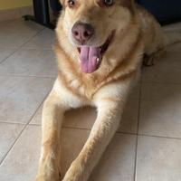 Cane incrocio tra pastore e husky