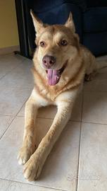 Cane incrocio tra pastore e husky