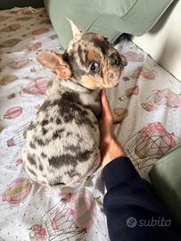 Bulldog francese blue merle