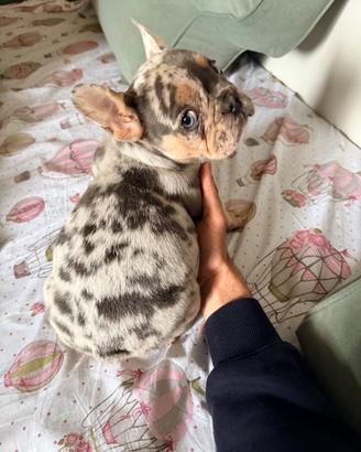 Bulldog francese blue merle