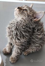 Cucciola Selkirk rex (gatto riccio)