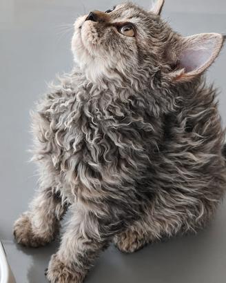 Cucciola Selkirk rex (gatto riccio)