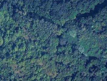Terreno Agricolo - Collesalvetti