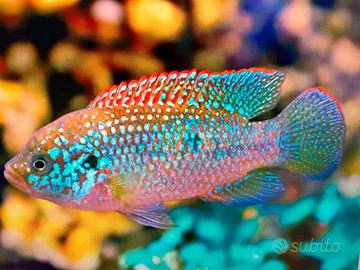 Pesci Hemicromis blu neon