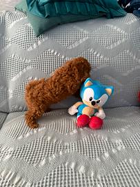 Barboncino Toy