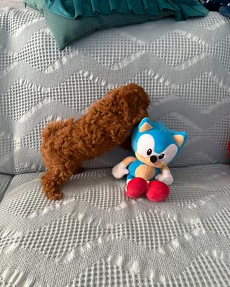 Barboncino Toy
