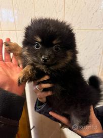 Volpina spitz di Pomerania