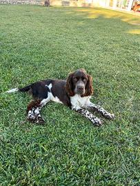 Springer spaniel per accoppiamento