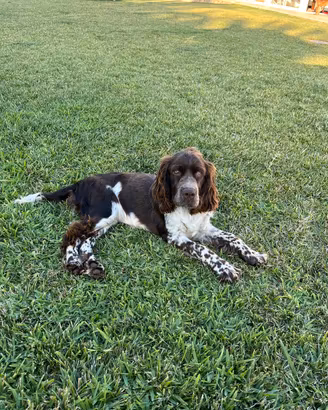 Springer spaniel per accoppiamento
