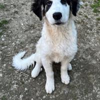 Cucciolo taglia grande ADOZIONE ADOZIONE