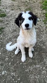 Cucciolo taglia grande ADOZIONE ADOZIONE